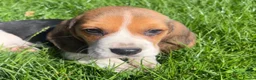 Beagle dogs for sale: Beautiful Pedigree Beagle Puppies, Ready Now  - Advert 11