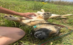 Mixed Breed dogs for adoption: Bella - Norwich Norfolk  - Image 9