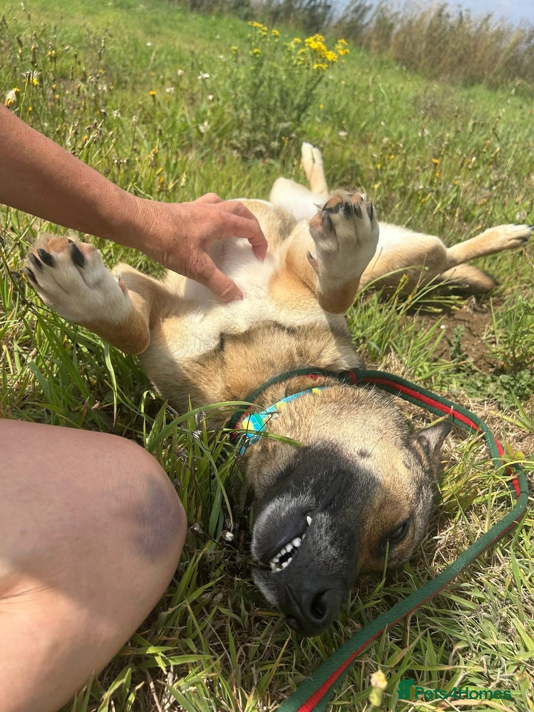 Mixed Breed dogs for adoption: Bella - Norwich Norfolk  - Image 9