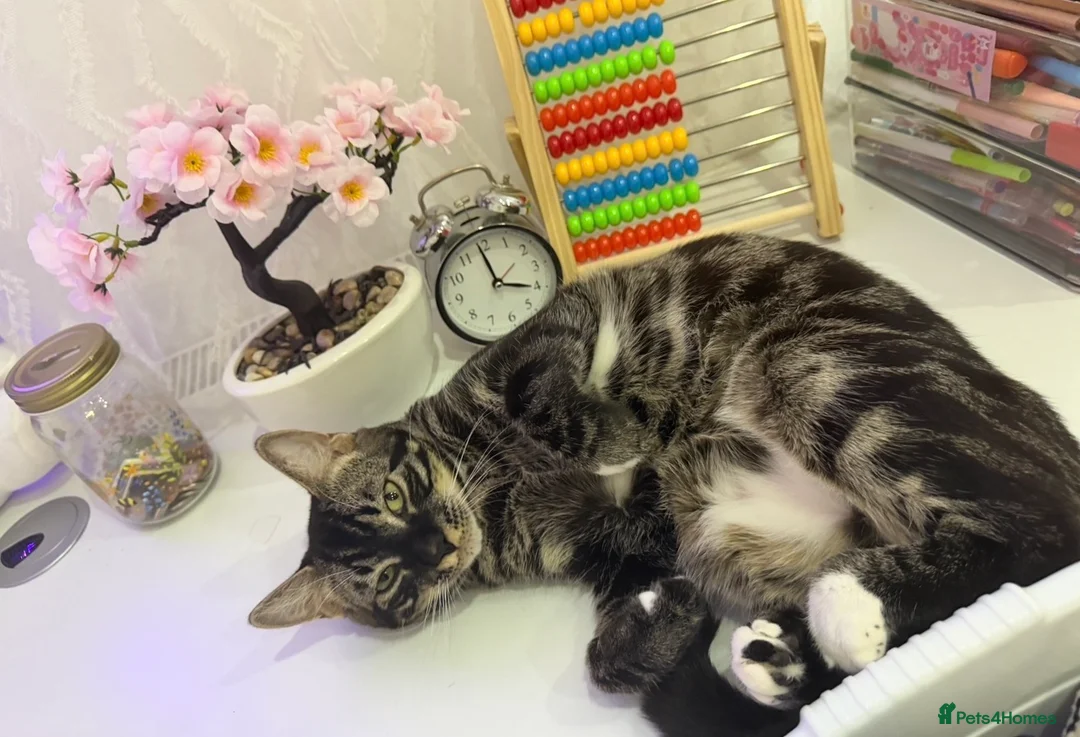 Mixed Breed cats for sale: Half Bengal Cat Looking for a Loving Home in Ilford - Advert 2
