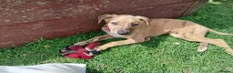 Lurcher dogs for sale: Mr Lewis Tidd - Advert 2