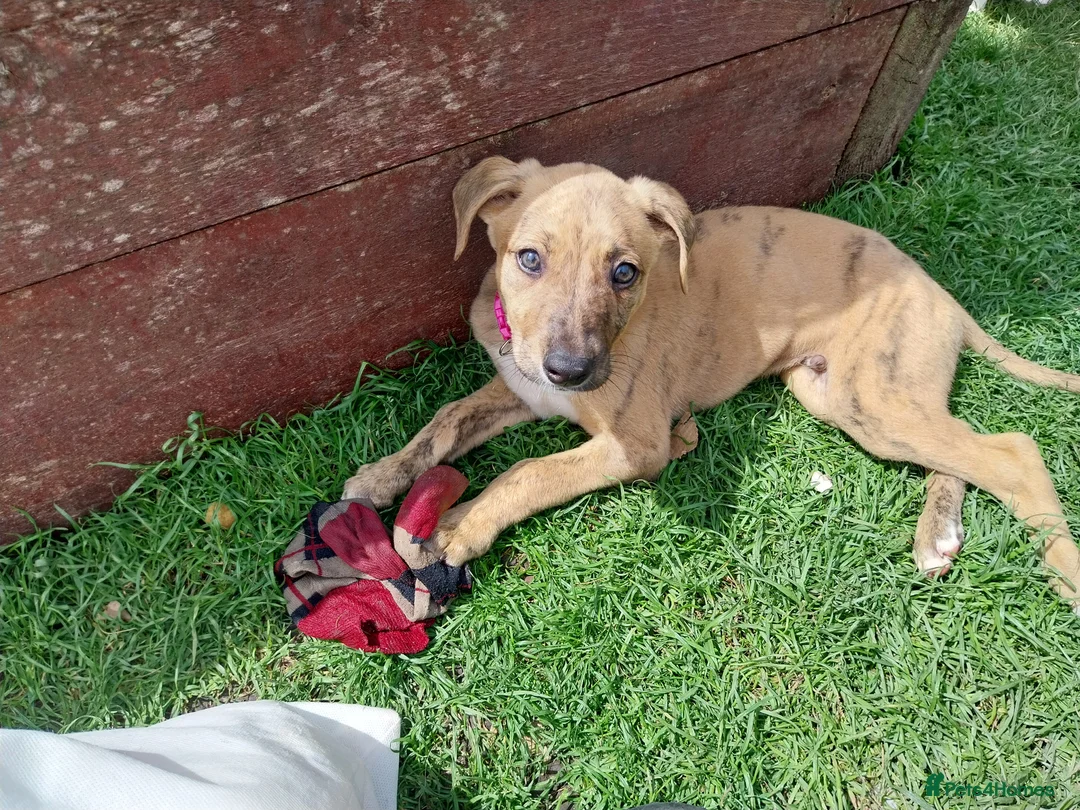 Lurcher dogs for sale: Mr Lewis Tidd - Advert 2