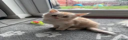 Mixed Breed cats for sale: Half Maine Coon Female Ginger kitten  - Advert 1