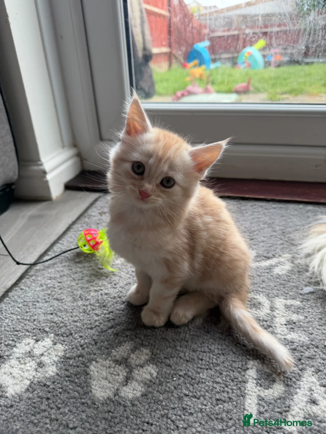 Mixed Breed cats for sale: Half Maine Coon Female Ginger kitten  - Advert 1