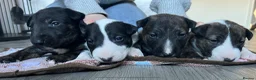 English Bull Terrier dogs for sale: KC registered English Bull Terrier Puppies - Advert 1