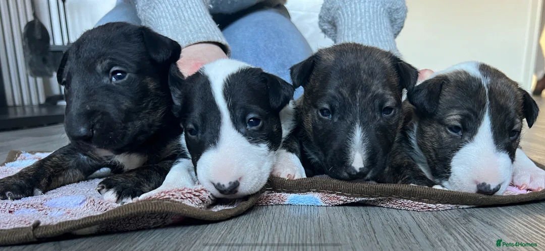English Bull Terrier dogs for sale: KC registered English Bull Terrier Puppies - Advert 1