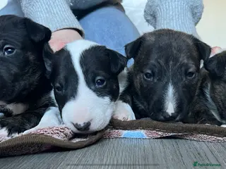English Bull Terrier dogs KC registered English Bull Terrier Puppies - Advert 5