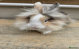 Lionhead rabbits for sale: Beautiful male lionhead rabbit  - Image 3