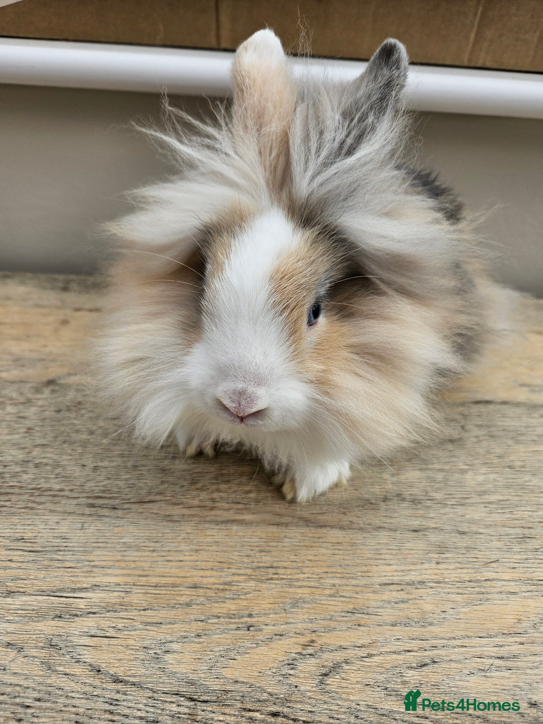 Lionhead rabbits for sale: Beautiful male lionhead rabbit  - Image 3