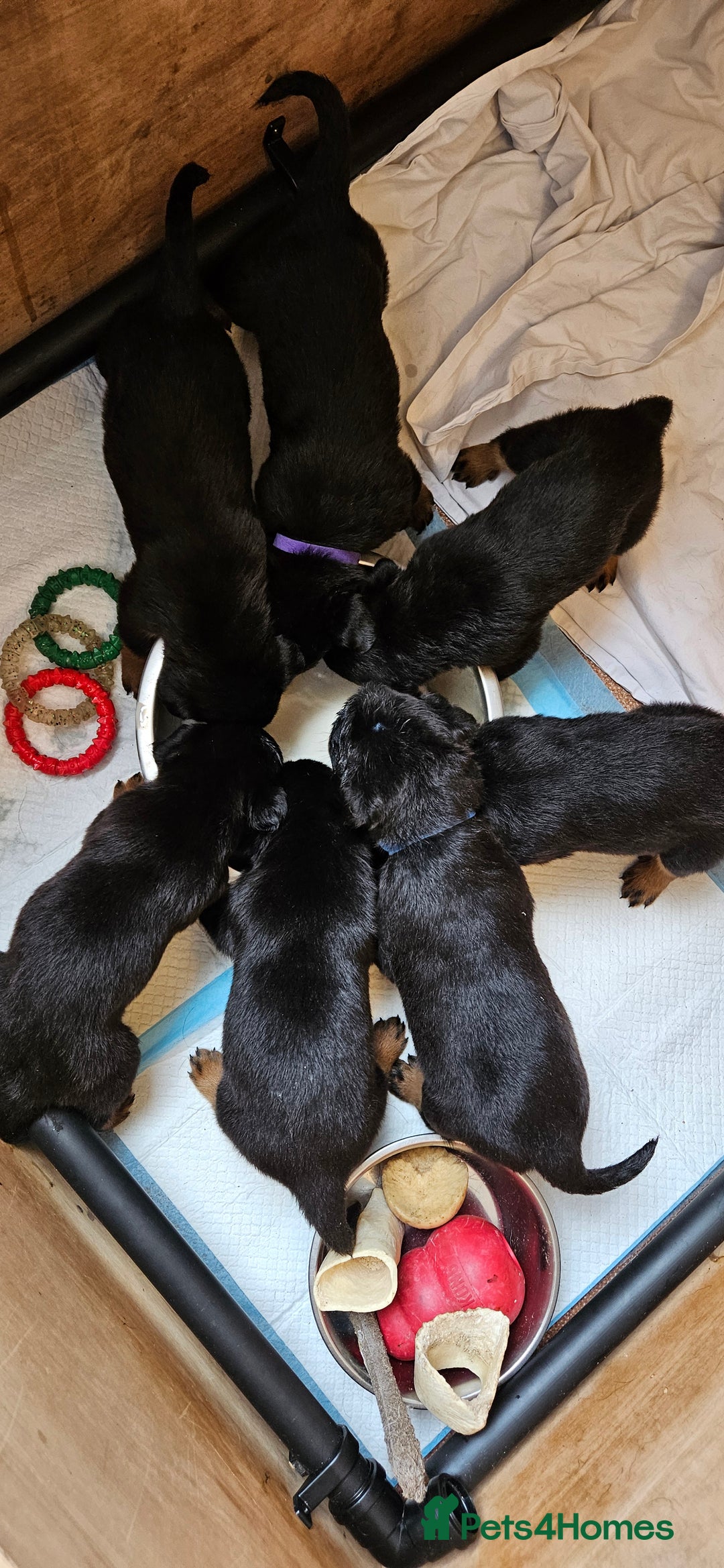 Rottweiler dogs for sale: Absolutely gorgeous rottweiler puppies - Image 5