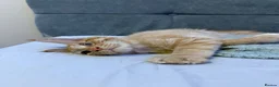 Maine Coon cats for sale: Purebred Maine Coon kittens - Advert 13