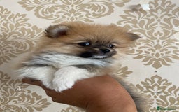 Pomeranian dogs for sale: Beautiful Russian bloodline Pomeranian puppies - Image 8