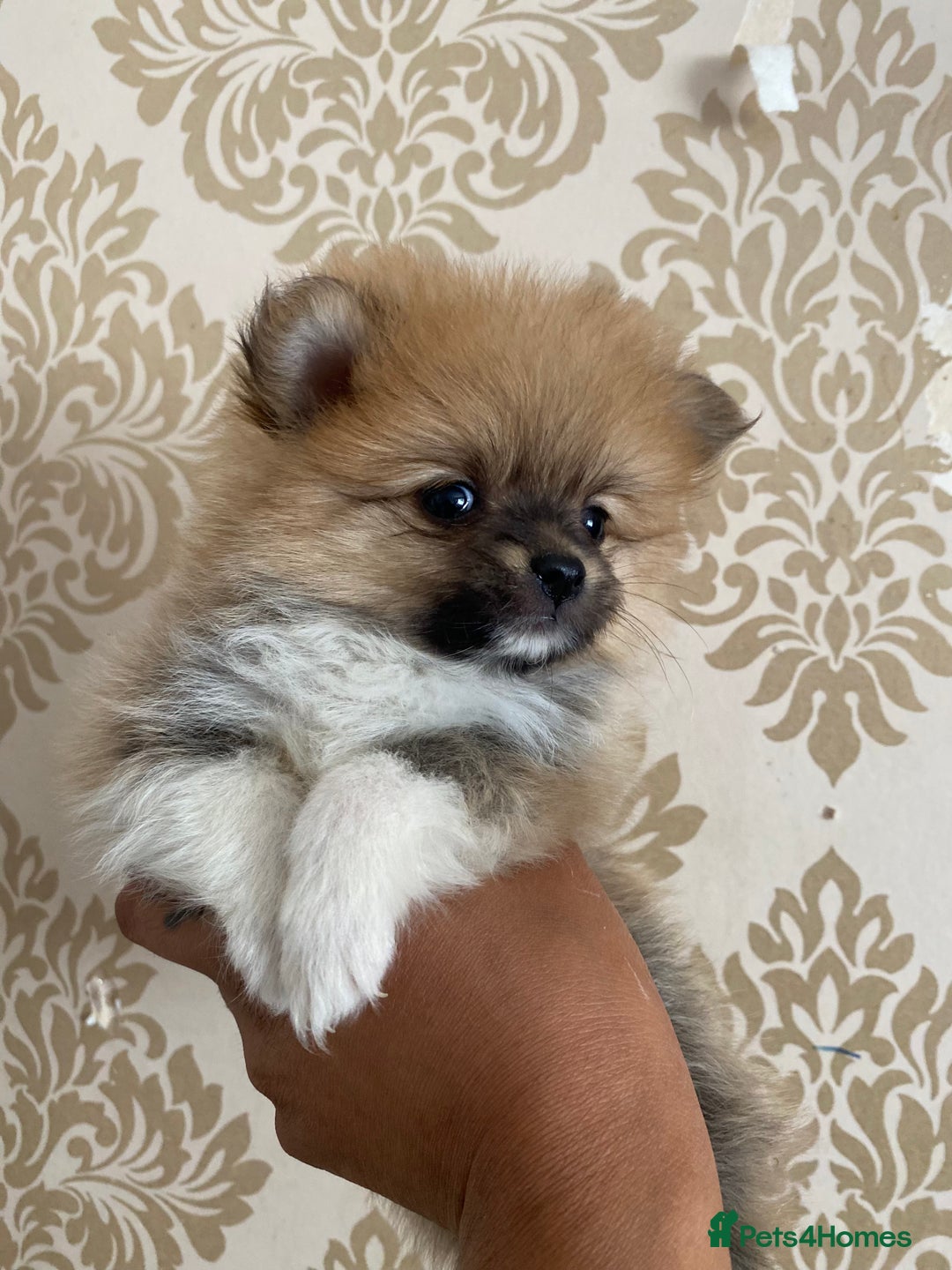 Pomeranian dogs for sale: Beautiful Russian bloodline Pomeranian puppies - Image 8