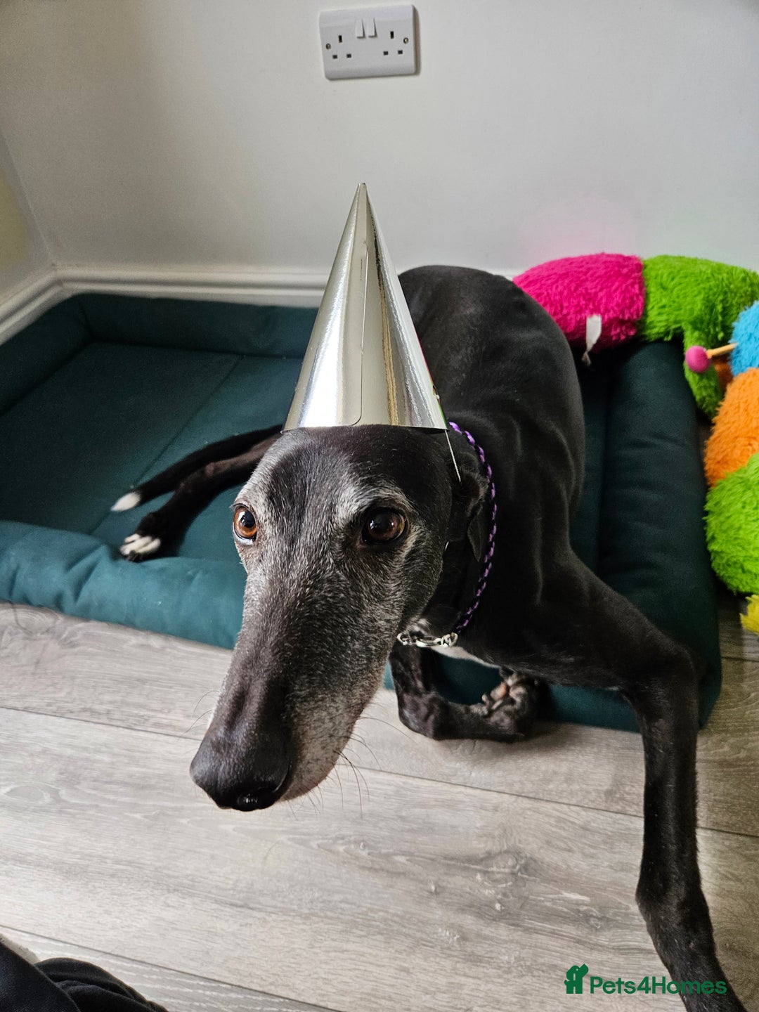Greyhound dogs for sale: Male Greyhound for sale - Image 5