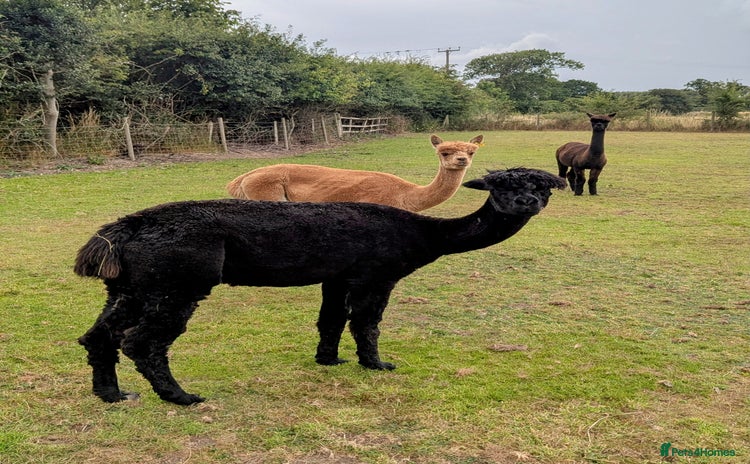 Alpaca livestock - Advert 1
