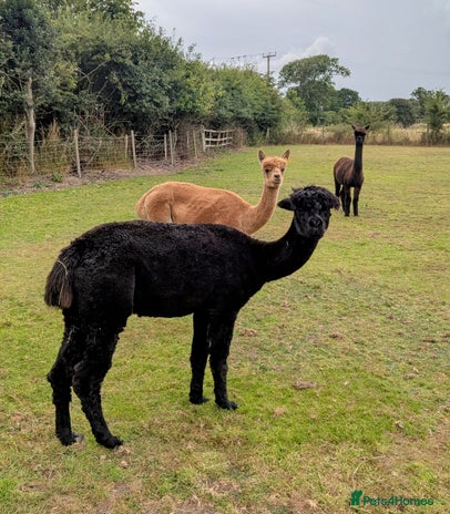 Alpaca livestock - Advert 13