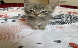American Shorthair cats for sale: Kittens - Image 3