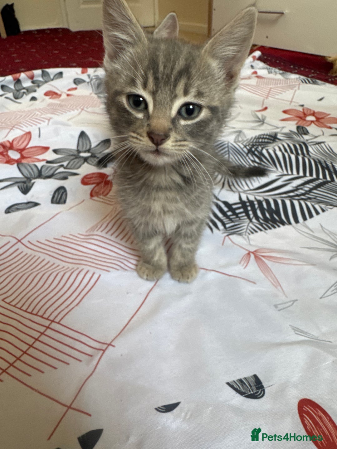 American Shorthair cats for sale: Kittens - Image 3