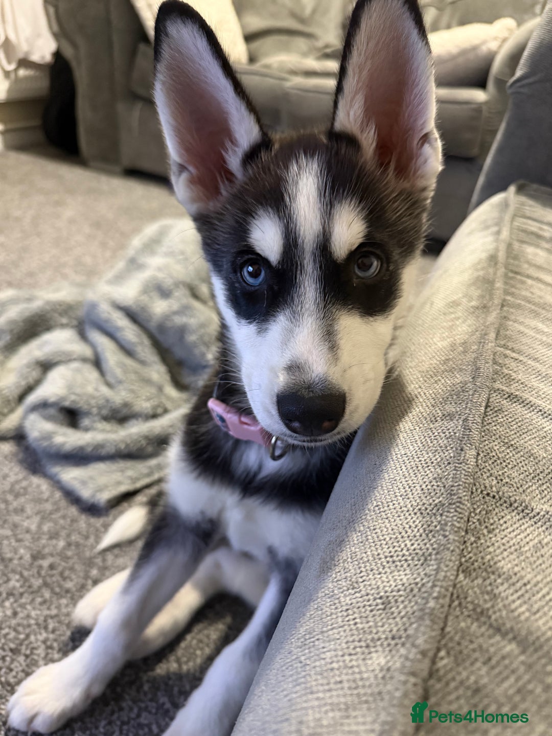 Siberian Husky dogs for sale: Siberian husky  - Advert 2