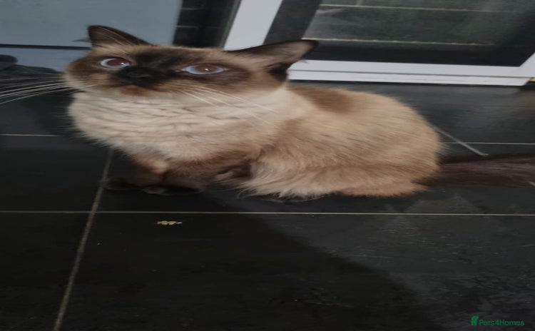 Ragdoll cats - Advert 3