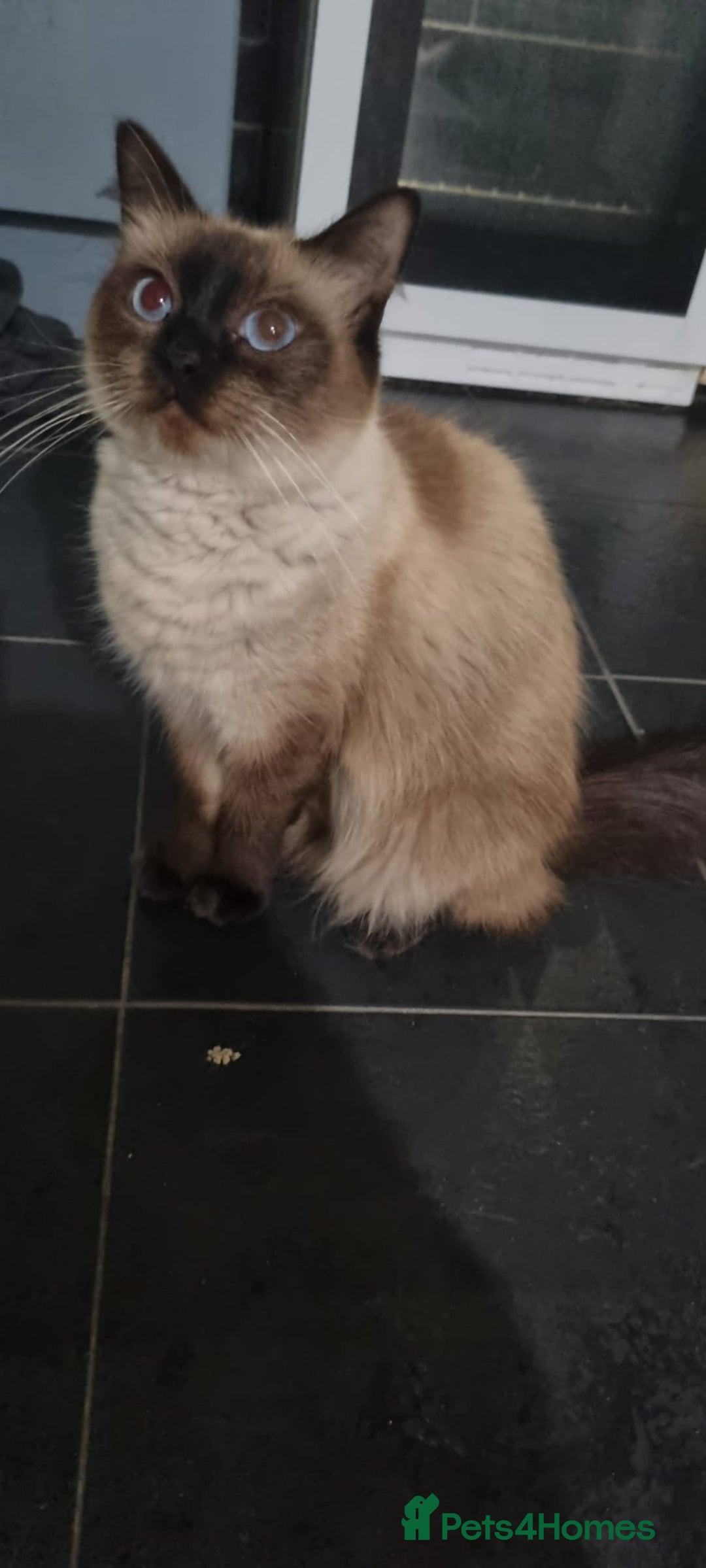 Ragdoll cats for sale: Ragdoll kittens - Image 1