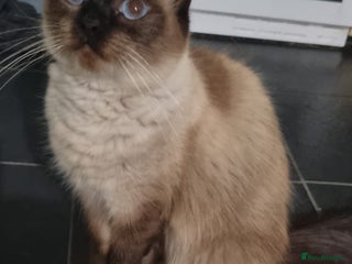 Ragdoll cats for sale - Advert 1