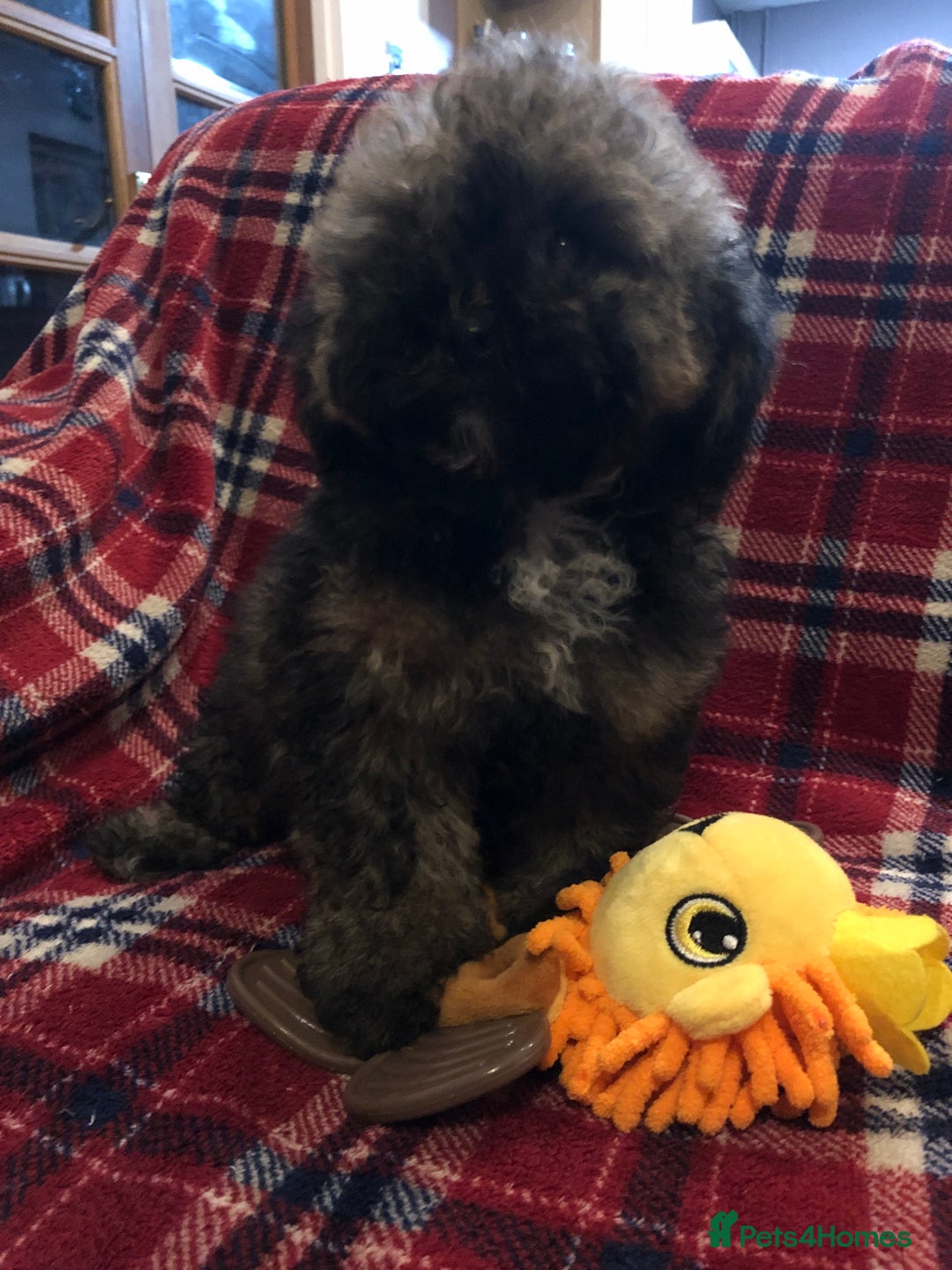 Shihpoo dogs for sale: shihpoo puppies for sale  - Advert 6