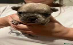 French Bulldog dogs for sale: Amazing litter of french bulldog puppies - Image 10