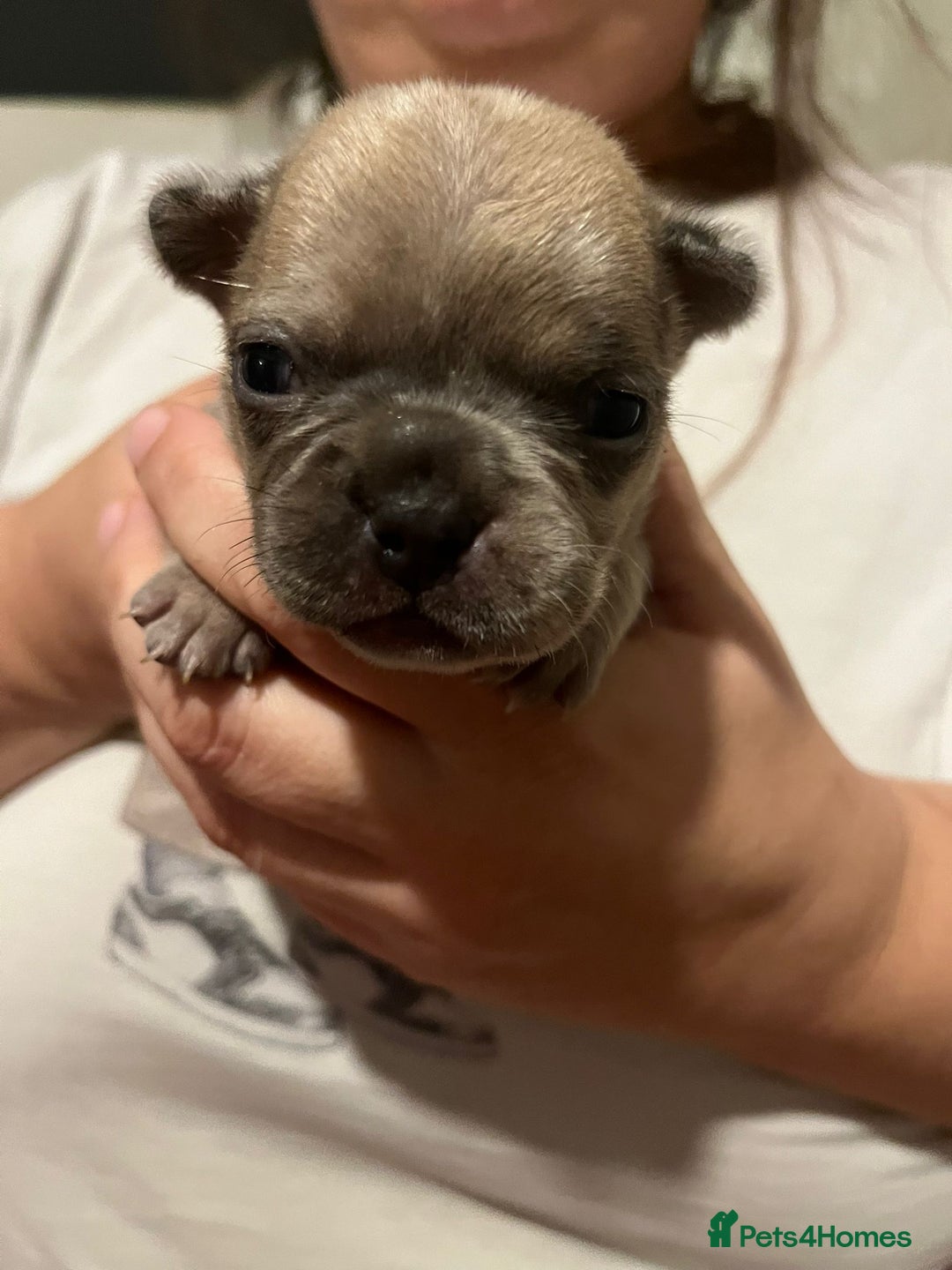 French Bulldog dogs for sale: Amazing litter of french bulldog puppies - Image 10