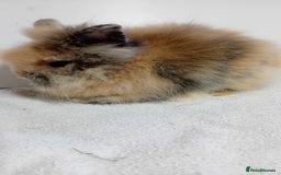 Lionhead rabbits for sale: Pure bred lionhead rabbits  - Image 3