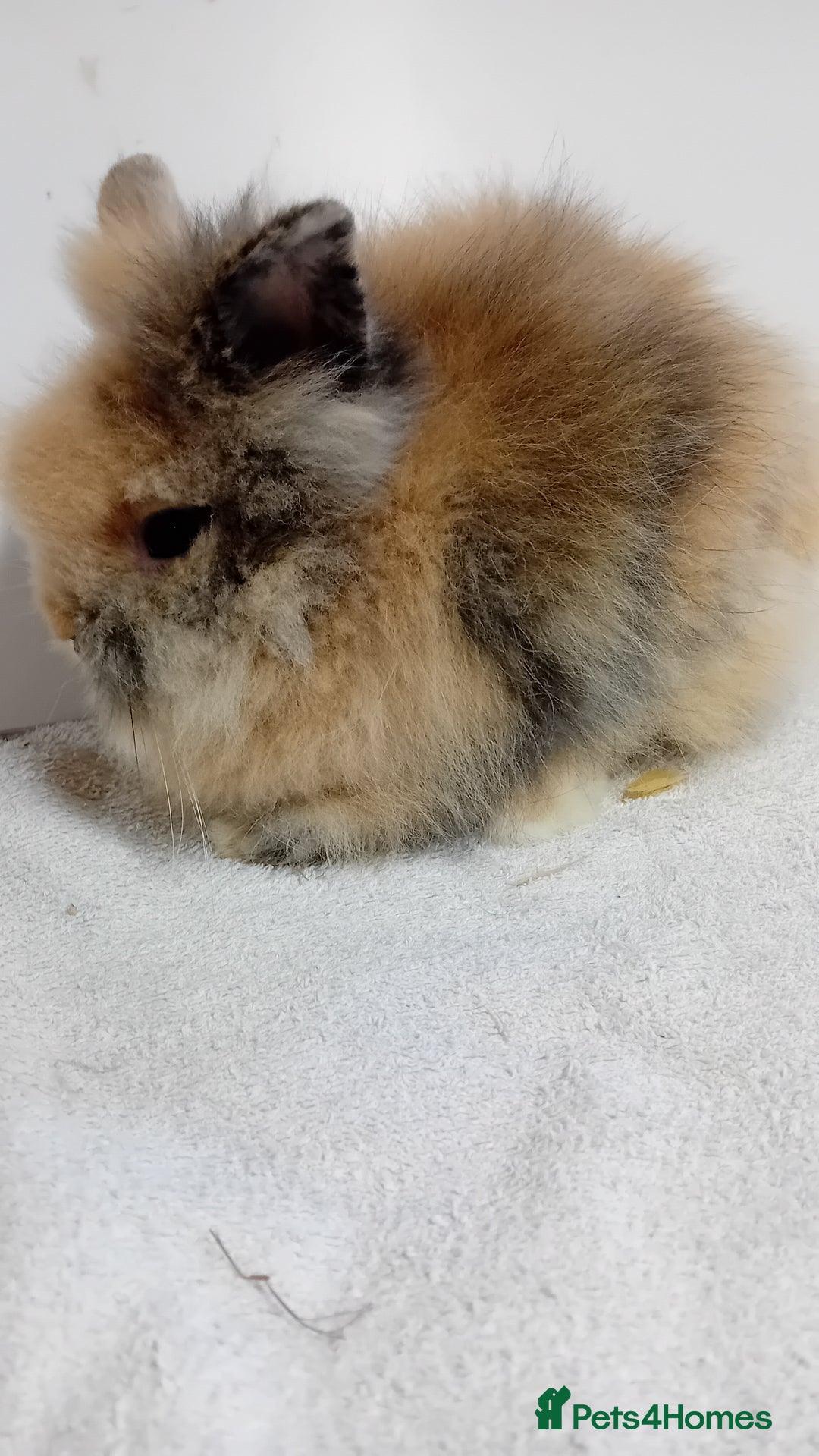 Lionhead rabbits for sale: Pure bred lionhead rabbits  - Image 3