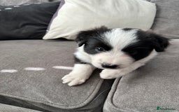 Border Collie dogs for sale: Beautiful Border collie Puppies - Image 8