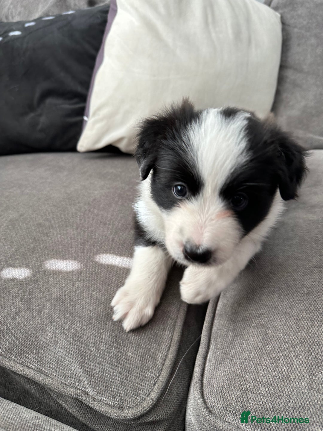 Border Collie dogs for sale: Beautiful Border collie Puppies - Image 8