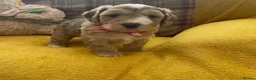 Cockapoo dogs for sale: Beautiful Cockapoo puppies - exceptional standard - Advert 29