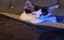 Mixed Breed cats for sale: 2 female kittens - Image 3