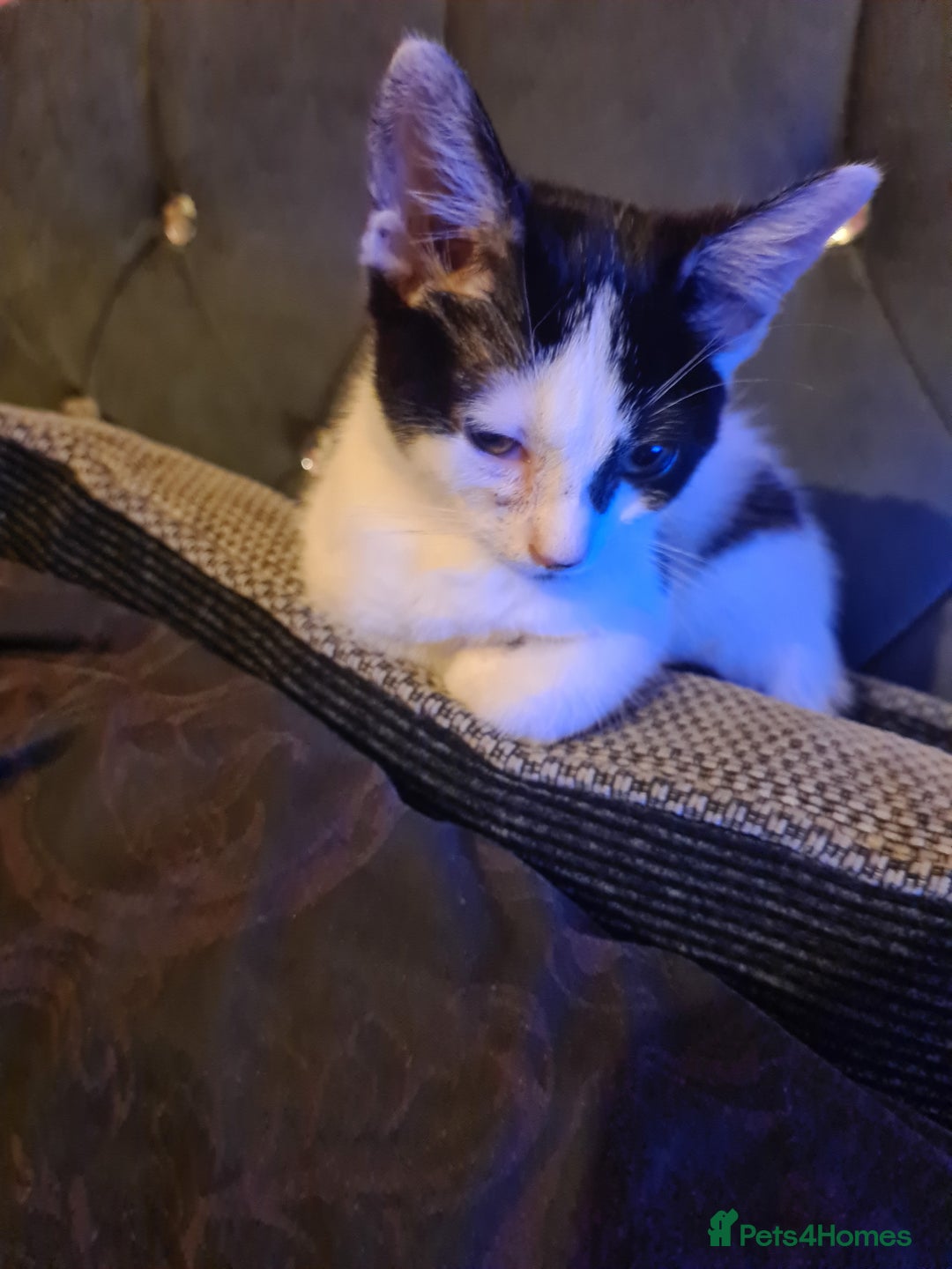 Mixed Breed cats for sale: 2 female kittens - Image 3