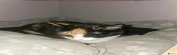 Mixed Breed cats for sale: 2 very beautiful kittens in Peterborough - Advert 11