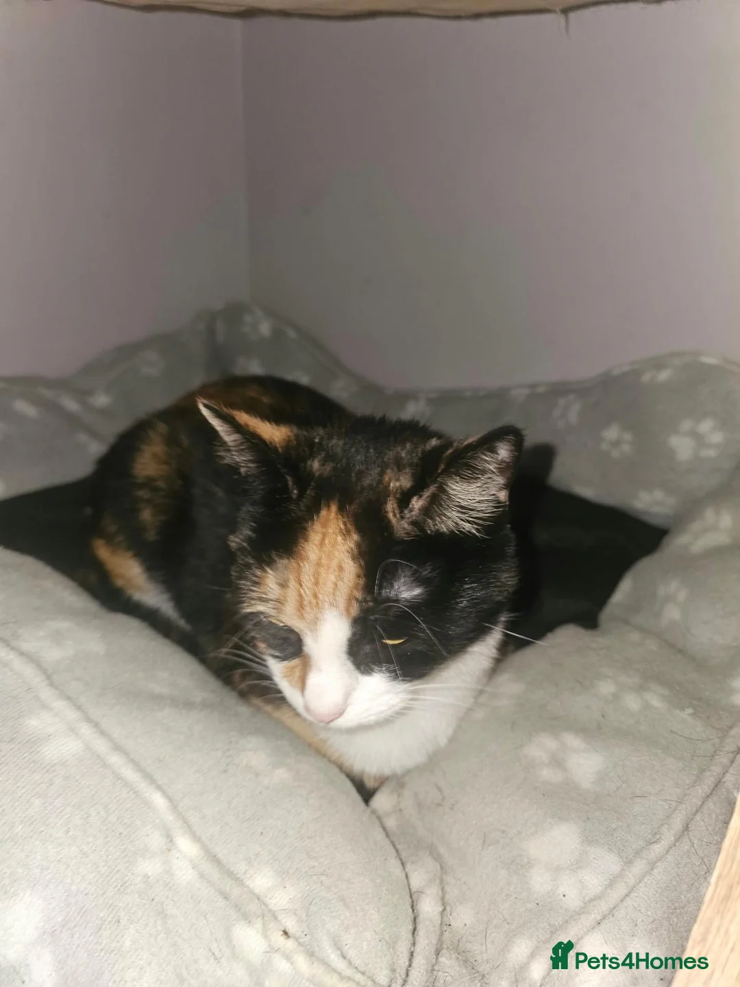 Mixed Breed cats for sale: 2 very beautiful kittens in Peterborough - Advert 11