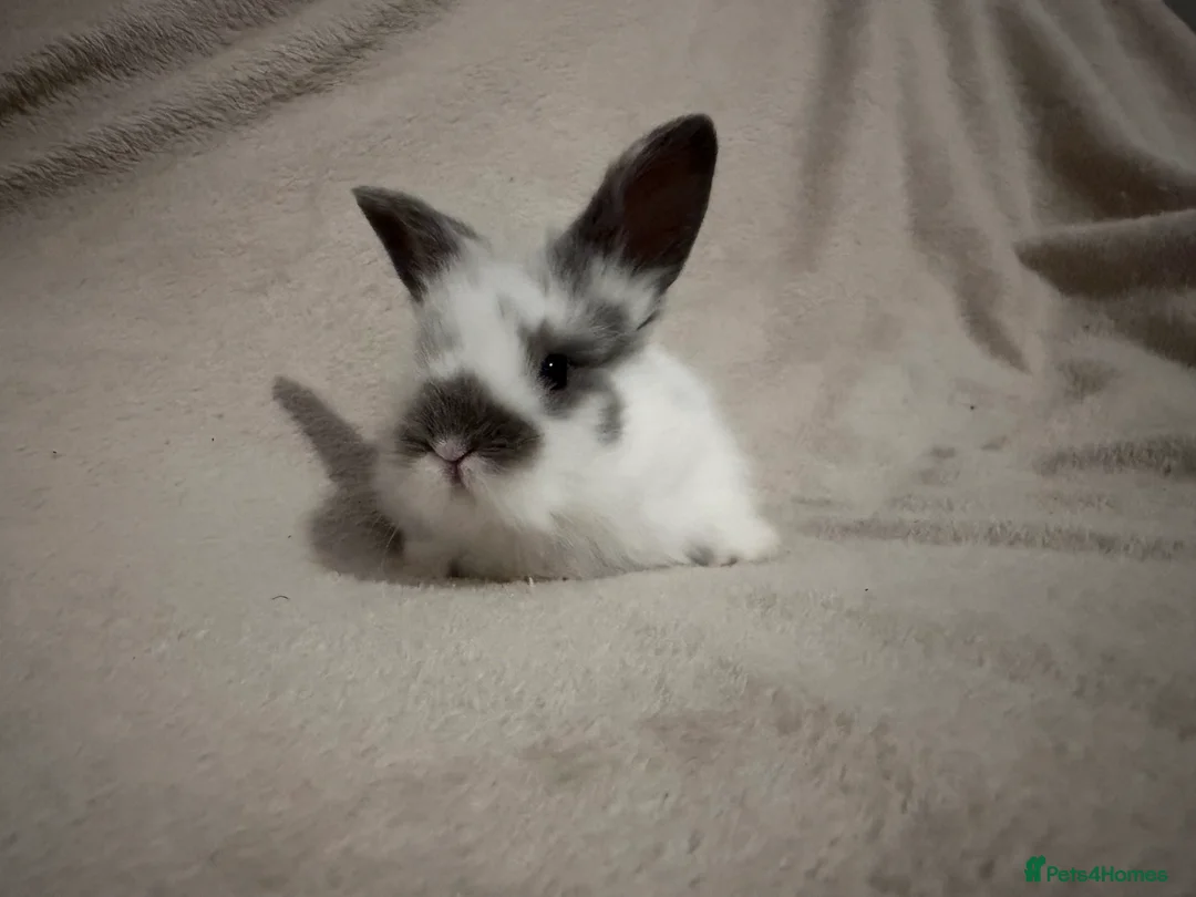 Lionhead rabbits for sale: Lionhead babies for sale  - Advert 4