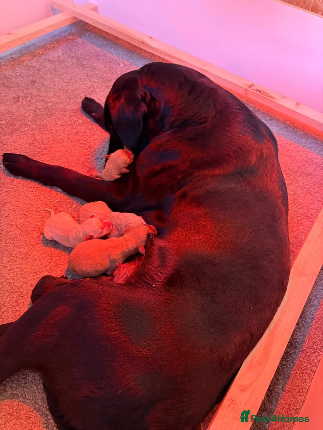 Labrador Retriever dogs for sale: KC Registered Labrador Puppies for Sale in Lymington - Advert 2