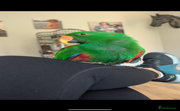 Parrots birds - Advert 5