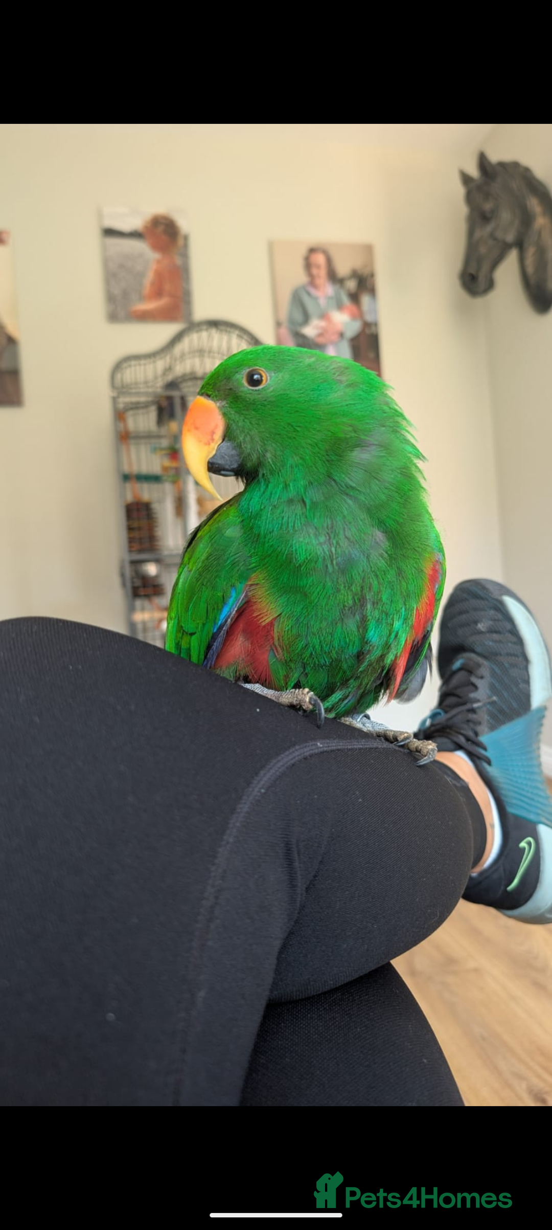 Parrots birds for sale: Male Eclectus  - Image 1