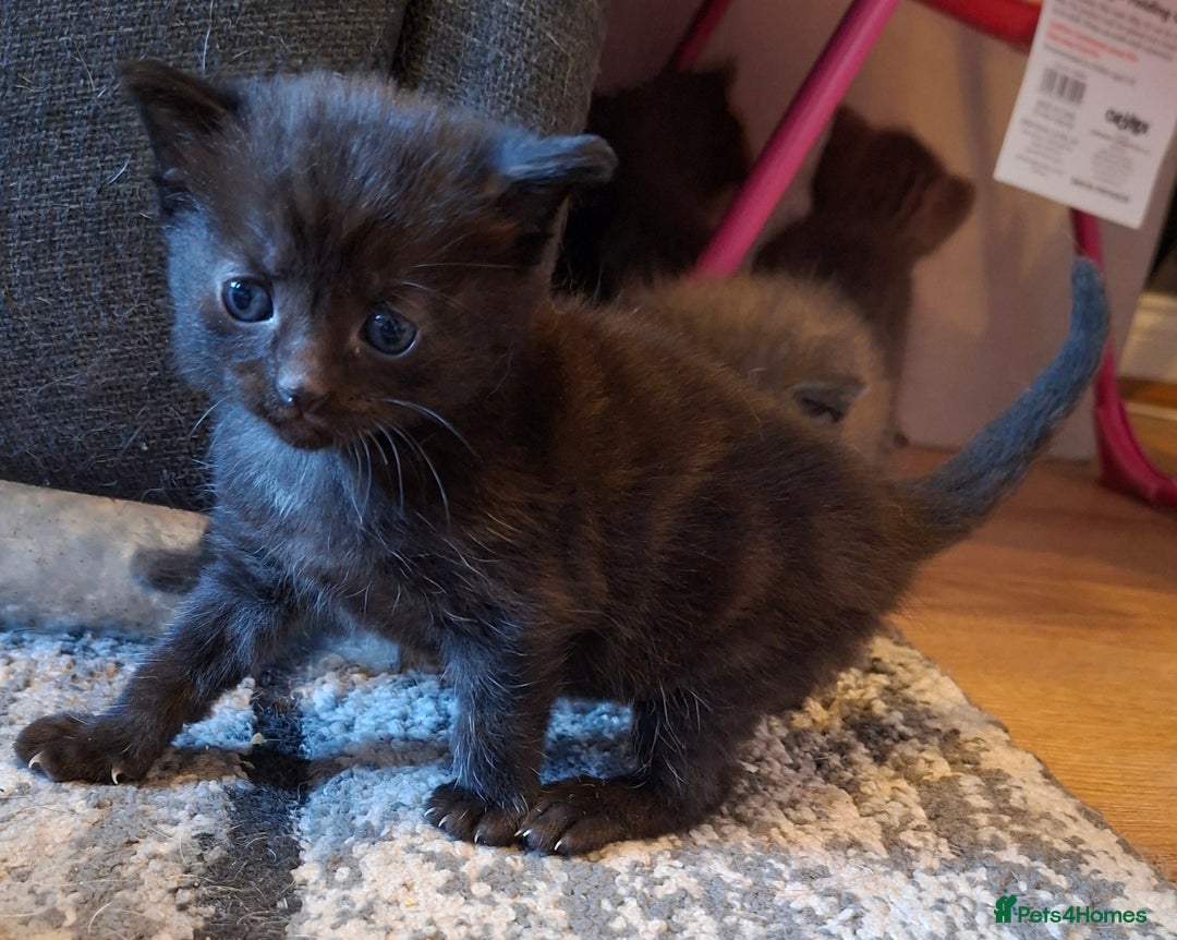 Mixed Breed cats for sale: 2 gorgeous kittens left  - Image 5