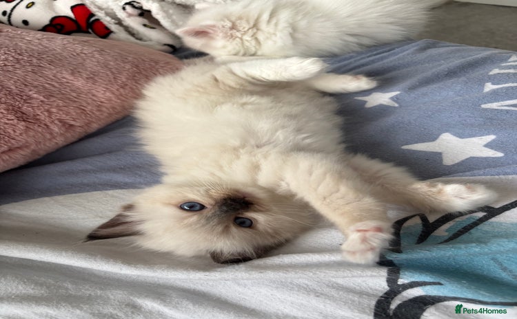 Ragdoll cats - Advert 12