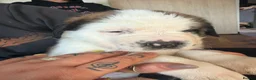Saint Bernard dogs for sale: Exceptional St Bernard Puppies - Advert 29