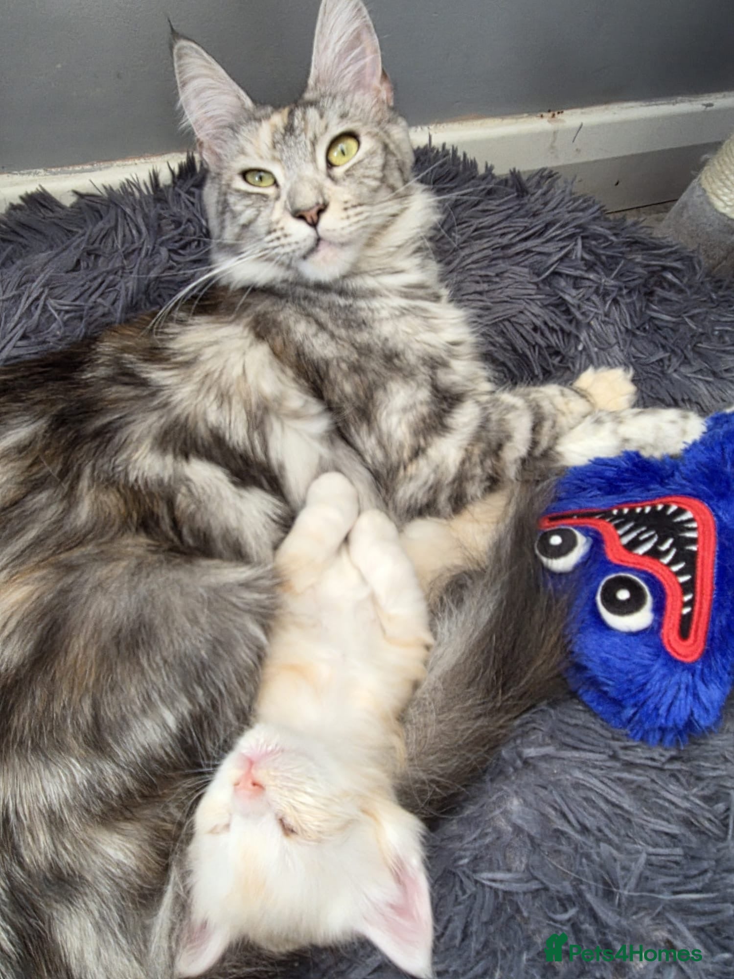 Maine Coon cats Beautiful pure maine coon kitten - Advert 1