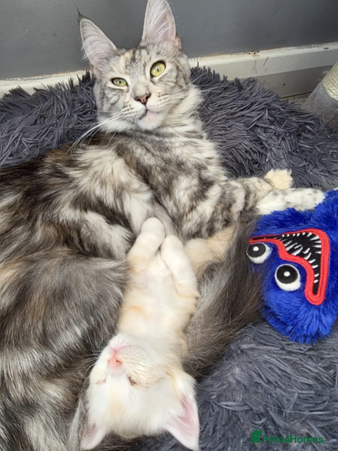 Maine Coon cats for sale: Beautiful pure maine coon kitten - Advert 1