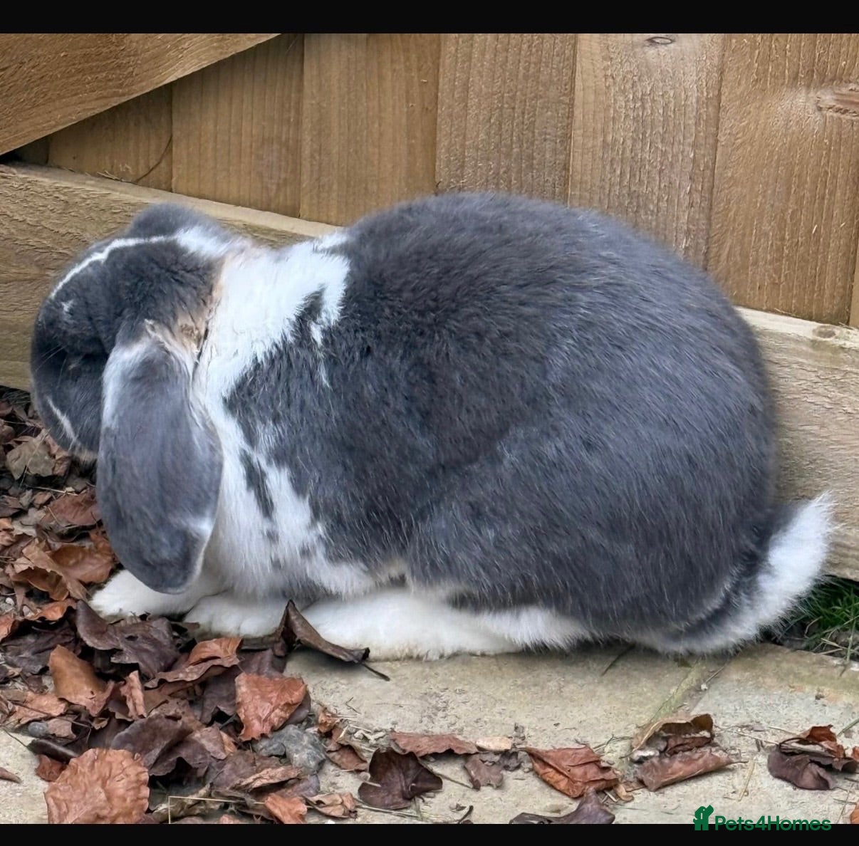 French Lop rabbits 💕Ready Now well Bred female Bew French lops 💕 - Advert 1