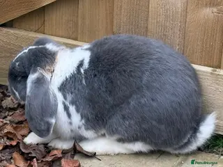 French Lop rabbits 💕Ready Now well Bred female Bew French lops 💕 - Advert 1