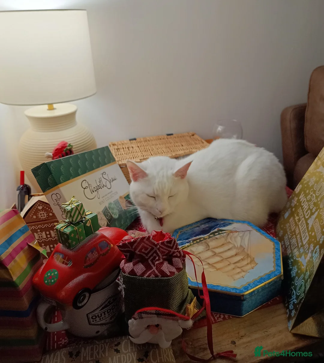 British Shorthair cats for sale: Bella 3 yr old female white cat - Advert 4